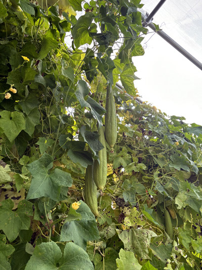 Luffa acutangula, more commonly known as Chinese okra, ridged gourd, sponge gourd, silk gourd, and more.