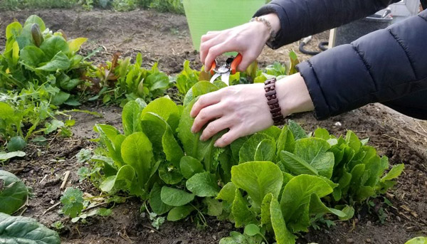 A garden worker harvests leafy greens.
