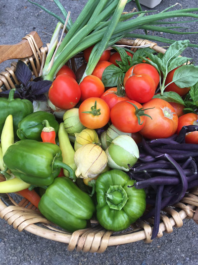 The gardens grow vegetables like basil, bell peppers, green onions, hot peppers, purple beans, tomatillos, and tomatoes.