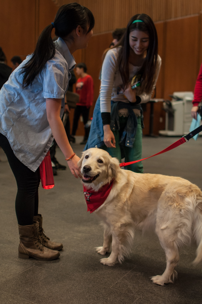 Students interact with a therapy dog.