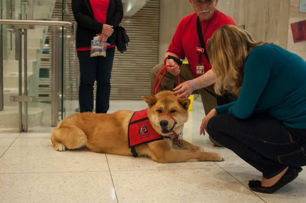A group of therapy dogs visited Marriott Library on April 24 to comfort and calm students during finals week.